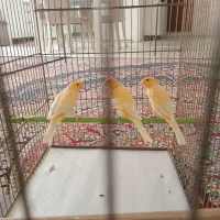 قناری نر آماده|پرنده|همدان, |دیوار