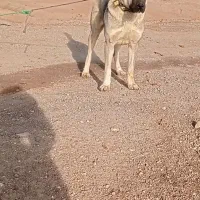 ماده ۹ ماهه اصل سراب