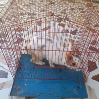 خرگوش باقفس