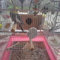 یک جفت عروس هلندی به فروش می‌رسد