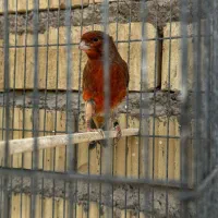 قناری نر سرخ