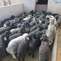 بره پای پروار سبک