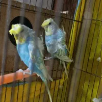 جفت بالغ کارداده پروانه ای|پرنده|گرگان, |دیوار