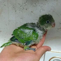 جوجه راهب