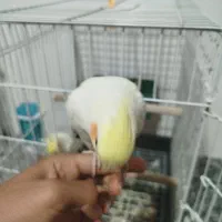 5تا عروس هلندی3تا جوجه2تا مولد