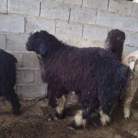 بره قوچ بذری