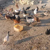مرغ خروس نیمچه محلی گلین خالص|حیوانات مزرعه|مرودشت, رودبال|دیوار