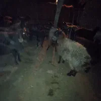 ۱۲رعس گوسفند جوان سر سینه دار