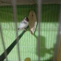 قناری نروماده