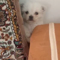 واگذاری|سگ|مشهد, مقدم|دیوار