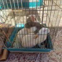 خرگوش فروشی