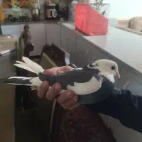 طوقی|پرنده|یاسوج, |دیوار