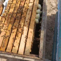 فروش کندوی زنبور عسل طرح سرابی