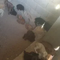 بز کهره