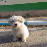 سگ اشپیتز|سگ|پرند, فاز ۶|دیوار