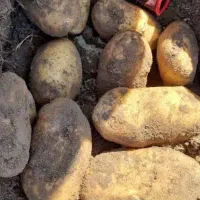 سیبزمینی خراکی