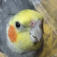 گمشده عروس هلندی نر جفت دار|حیوانات|تهران, صاحب الزمان|دیوار