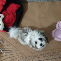 سگ کوتاه ۵ماهه