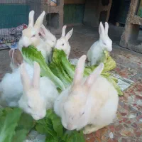 فروش خرگوش|موش و خرگوش|ایذه, |دیوار