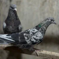 کفتر سرور|پرنده|تهران, حشمتیه|دیوار