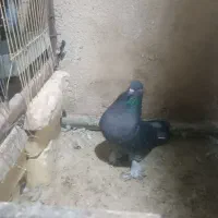 کبوتر ترکیه|پرنده|شیراز, بید زرد|دیوار
