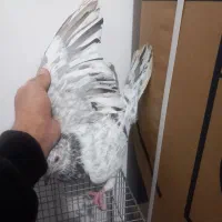 یک جفت خال سرکی نر|پرنده|لالجین, |دیوار