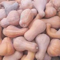 کدوی شیرین عسلی