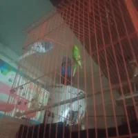 مرغ عشق