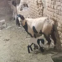 بز جوان