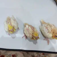 سه جوجه عروس سخنگو