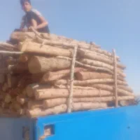 خرید فروش چوپ درختان شما وهرس کاری