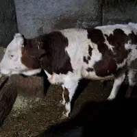 گوساله|حیوانات مزرعه|دیواندره, |دیوار