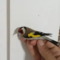 سهره امسال شوش|پرنده|شوش, |دیوار