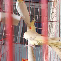 پرنده عروس هلندی یا پاریس