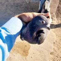 چاپی|پرنده|زهک, |دیوار