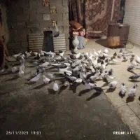 سلام یه کته کفتر ۸۰ تا هستن|پرنده|خرمشهر, |دیوار