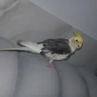 عروس هلندی گمشده توروخدا هرکس پیدا کرد بگه|پرنده|نهاوند, |دیوار