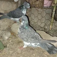 کبوتر پرشی|پرنده|مزرعه کتول, |دیوار