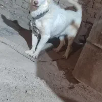 سگ پاکوتاه|سگ|زابل, |دیوار