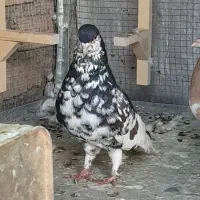 کفتر شهری جفتی|پرنده|شیراز, امام حسین|دیوار