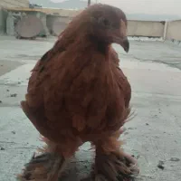برهما اصل