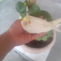 جوجه عروس هلندی سرلاکی  ۳۷ روزه