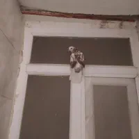 کبوتر|پرنده|اصفهان, بهارستان|دیوار