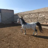 اسب عرب|اسب و تجهیزات اسب‌سواری|سلفچگان, |دیوار