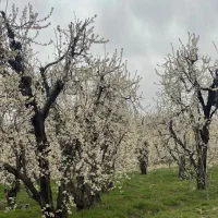 زمین-سنقرآباد