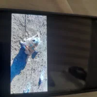 حیوانات|سگ|تربت جام, یحیی آباد|دیوار