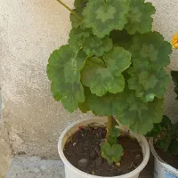 گلهای شاداب وزیبا ابهر