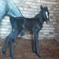 مادیان با کره|اسب و تجهیزات اسب‌سواری|سردرود, |دیوار