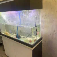 آکواریومشیشه خم 120/40/80cm|لوازم جانبی حیوانات|اهواز, کوروش|دیوار
