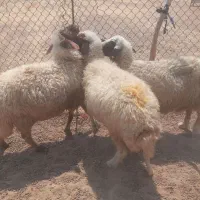 میش|حیوانات مزرعه|آبدانان, |دیوار